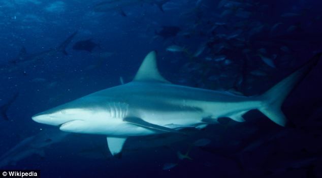 美海灘驚現萬頭鯊魚 美海灘驚現萬頭鯊魚