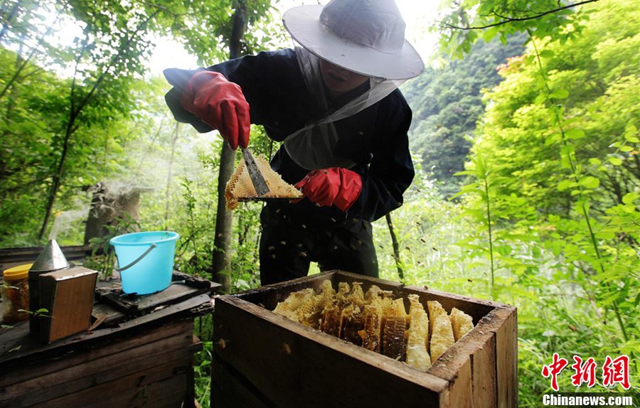 神奇神農架“懸棺”養蜂 神奇神農架“懸棺”養蜂