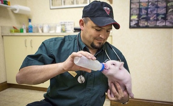 超萌無(wú)腿小豬借輪椅行走 自強(qiáng)勇敢打動(dòng)網(wǎng)友 超萌無(wú)腿小豬借輪椅行走 自強(qiáng)勇敢打動(dòng)網(wǎng)友