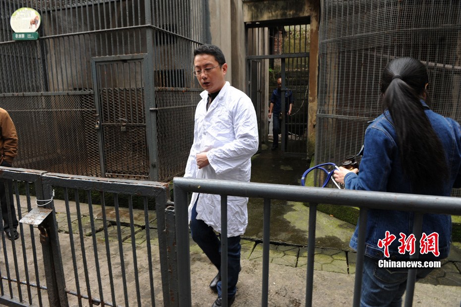 重慶動物園兩頭獅子“越獄” 已被麻醉移至籠舍 重慶動物園兩頭獅子“越獄” 已被麻醉移至籠舍