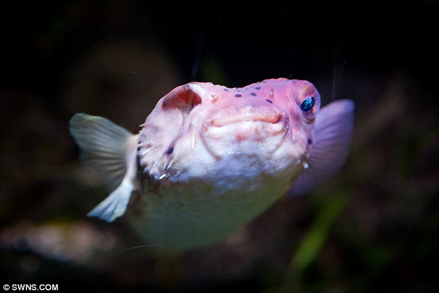 河豚接受眼球摘除術 河豚接受眼球摘除術