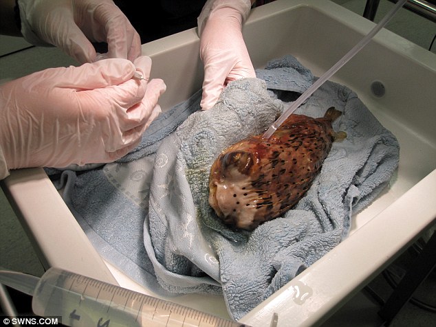 河豚接受眼球摘除術 河豚接受眼球摘除術