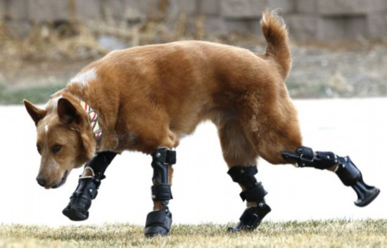 小狗裝義肢后獲新生 小狗裝義肢后獲新生