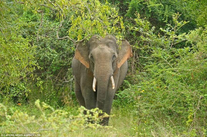 大膽“賊”象搶游客午餐成習慣 大膽“賊”象搶游客午餐成習慣