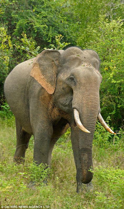 大膽“賊”象搶游客午餐成習慣 大膽“賊”象搶游客午餐成習慣