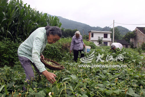 空巢老人自組大家庭養老 空巢老人自組大家庭養老