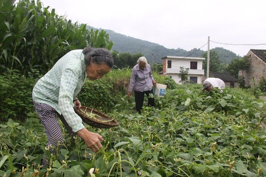 空巢老人自組大家庭養老 空巢老人自組大家庭養老