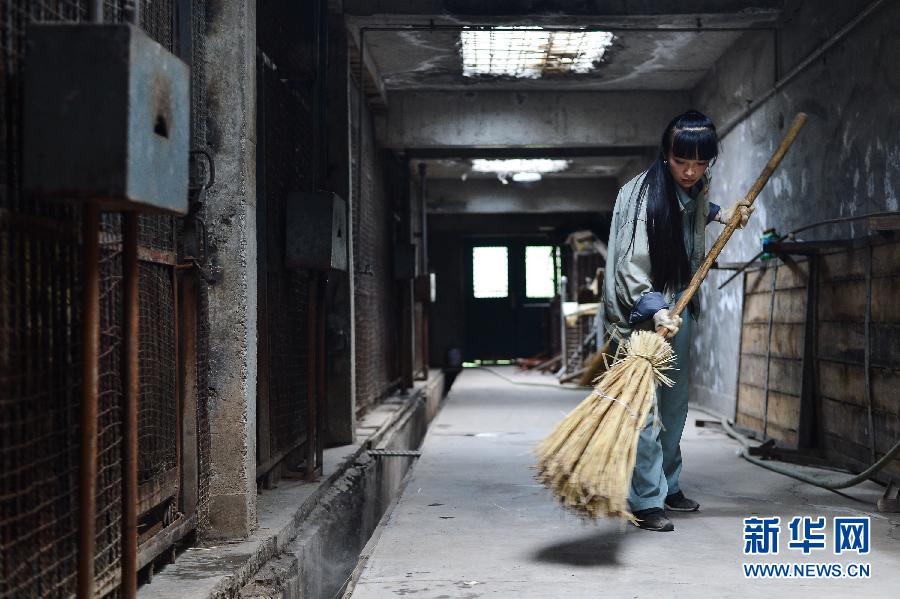 "90后"飼養員劉莉的“獅虎情緣” "90后"飼養員劉莉的“獅虎情緣”