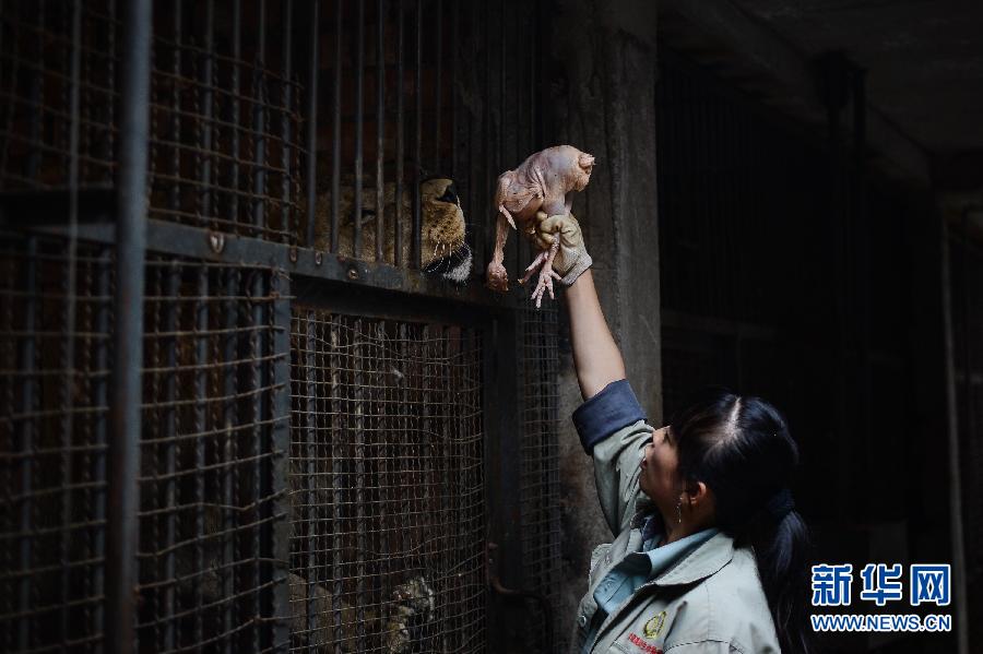 "90后"飼養員劉莉的“獅虎情緣” "90后"飼養員劉莉的“獅虎情緣”