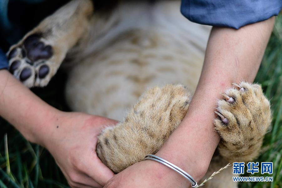 "90后"飼養員劉莉的“獅虎情緣” "90后"飼養員劉莉的“獅虎情緣”