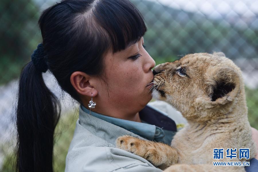 "90后"飼養員劉莉的“獅虎情緣” "90后"飼養員劉莉的“獅虎情緣”