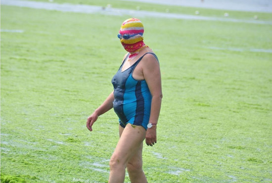 2013年7月3日,山東青島青島高溫來襲,“青島大媽”不懼滸苔,戴著“強(qiáng)盜面具”出現(xiàn)在海水浴場消暑降 2013年7月3日,山東青島青島高溫來襲,“青島大媽”不懼滸苔,戴著“強(qiáng)盜面具”出現(xiàn)在海水浴場消暑降