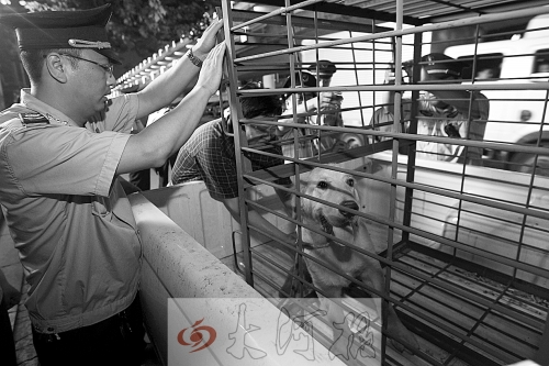 相關部門將加強管理，今年12月起烈性犬一律沒收。 （資料圖）