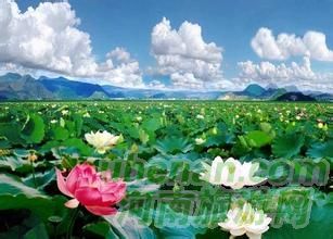 爸爸去哪兒？親密接觸荷花仙子