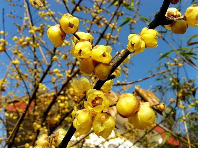 第三屆鄢陵臘梅文化節(jié)盛大開幕邀您來 第三屆鄢陵臘梅文化節(jié)盛大開幕邀您來