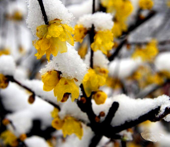 第三屆鄢陵臘梅文化節(jié)盛大開幕邀您來 第三屆鄢陵臘梅文化節(jié)盛大開幕邀您來