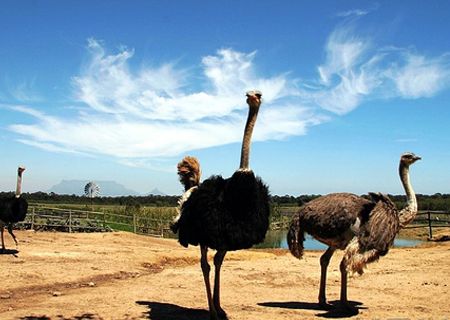 金鷺鴕鳥園景區新春邀您逛廟會 金鷺鴕鳥園景區新春邀您逛廟會