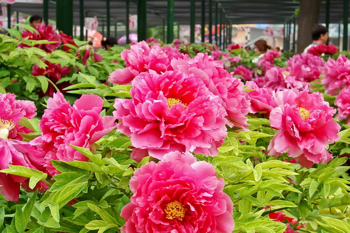 今年中國(guó)洛陽(yáng)牡丹文化節(jié)將于4月5日拉開帷幕 今年中國(guó)洛陽(yáng)牡丹文化節(jié)將于4月5日拉開帷幕