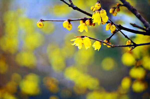 細(xì)嗅早春花香 鄭州覓春攻略 細(xì)嗅早春花香 鄭州覓春攻略