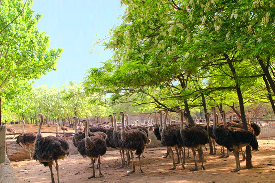 美麗女人節(jié) 惠游鴕鳥園 美麗女人節(jié) 惠游鴕鳥園