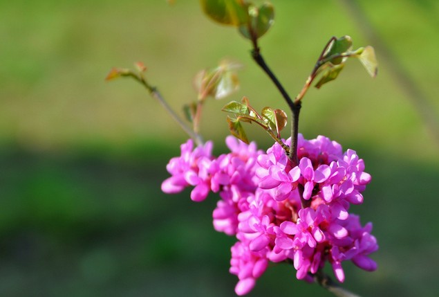 春日堯山紫荊艷 春日堯山紫荊艷