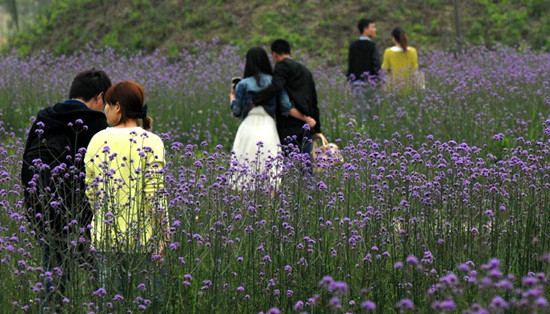 上海崇明島舉行第四屆薰衣草節(圖)