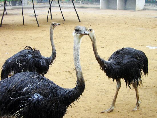 亞洲最大的鴕鳥養殖示范基地 亞洲最大的鴕鳥養殖示范基地