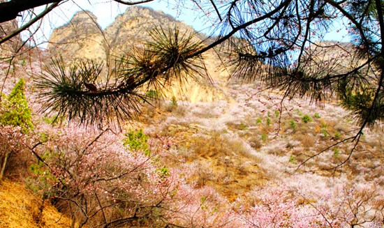 新鄉秋溝賞桃花 春季撞出桃花運 新鄉秋溝賞桃花 春季撞出桃花運