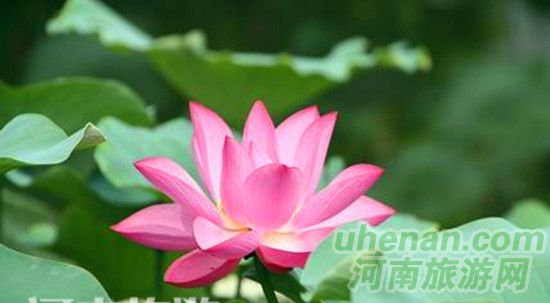 開封第十屆荷花藝術節開幕 開封第十屆荷花藝術節開幕