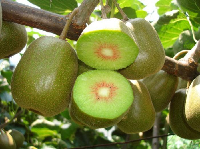 相約金秋暢游養子溝2013秋季野果子采摘的好地方 相約金秋暢游養子溝2013秋季野果子采摘的好地方