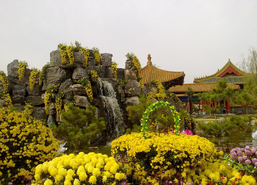 清明上河園 依然等你來賞菊 清明上河園 依然等你來賞菊