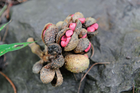 走著看風景 徒步天堂海島留尼旺 走著看風景 徒步天堂海島留尼旺