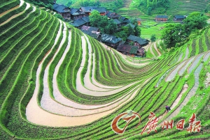 龍勝梯田錯落有致。 龍勝梯田錯落有致。