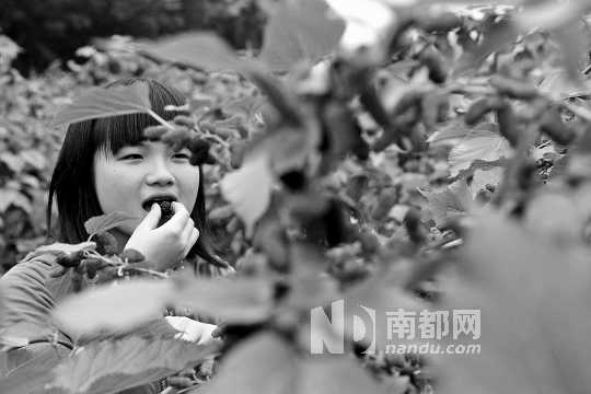 寶桑園桑葚已成熟,“五一”假期前都是吃桑葚的季節(jié)。南都記者 李向新 攝 寶桑園桑葚已成熟,“五一”假期前都是吃桑葚的季節(jié)。南都記者 李向新 攝