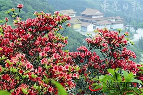 聆聽捕蛇者的故事 聆聽捕蛇者的故事