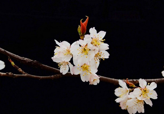 河南賞杏花:春色滿園關(guān)不住 一枝紅杏出墻來(lái) 河南賞杏花:春色滿園關(guān)不住 一枝紅杏出墻來(lái)