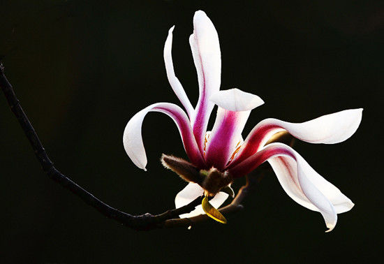 春賞玉蘭第一枝 玉蘭觀賞地推薦 春賞玉蘭第一枝 玉蘭觀賞地推薦