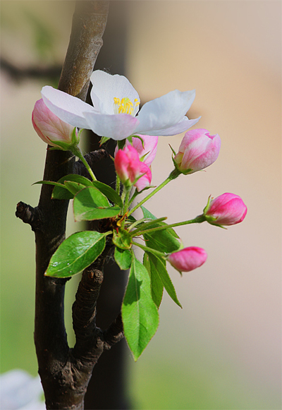 海棠笑迎客留步看花溪 元大都遺址公園海棠花節 海棠笑迎客留步看花溪 元大都遺址公園海棠花節