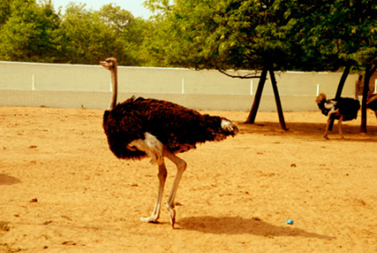 周末出游哪里去 亞洲最大鴕鳥養殖基地別錯過