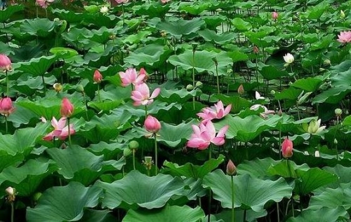 北京夏天賞荷好去處 北京夏天賞荷好去處