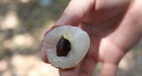 這就是傳說中的瓤肉瑩白如冰雪,漿液甘酸如醴酪。大家一下就摘了半筐。 這就是傳說中的瓤肉瑩白如冰雪,漿液甘酸如醴酪。大家一下就摘了半筐。