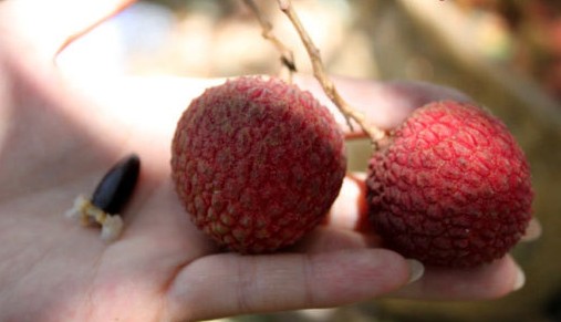 這是另外一個品種,特別的鮮紅,特點是樣子很漂亮,表皮光滑,味道比妃子笑更甜 這是另外一個品種,特別的鮮紅,特點是樣子很漂亮,表皮光滑,味道比妃子笑更甜