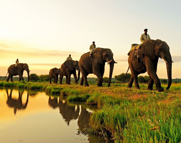 騎在大象背上拍動物 騎在大象背上拍動物