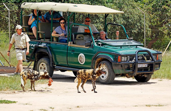 面臨生存危機的“大貓” 面臨生存危機的“大貓”