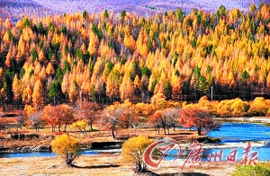 呼倫貝爾秋色。 呼倫貝爾秋色。