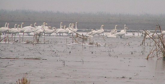 冬季正是觀鳥時 省內觀鳥地盤點 冬季正是觀鳥時 省內觀鳥地盤點