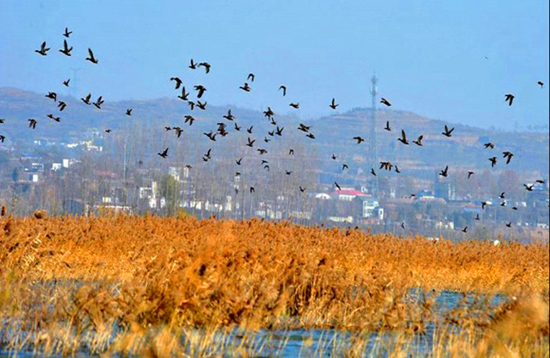 冬季觀鳥正當時:捕捉美麗 拍攝優雅 冬季觀鳥正當時:捕捉美麗 拍攝優雅