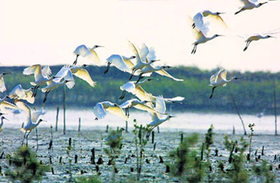 冬季觀鳥正當時:捕捉美麗 拍攝優雅 冬季觀鳥正當時:捕捉美麗 拍攝優雅