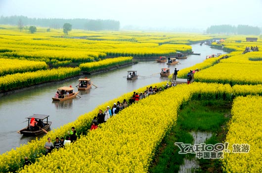 興化的油菜花最讓人心醉,因為沒有一個地方能把油菜花和水景結合得如此到位。(圖片來源:CFP) 興化的油菜花最讓人心醉,因為沒有一個地方能把油菜花和水景結合得如此到位。(圖片來源:CFP)