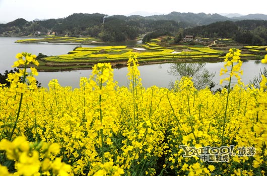 成片的油菜花同時開放,置身于其中,會感受到色彩給人的震撼和陶醉。(圖片來源:CFP) 成片的油菜花同時開放,置身于其中,會感受到色彩給人的震撼和陶醉。(圖片來源:CFP)